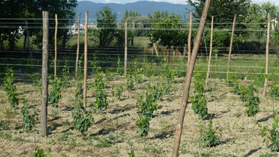 80% San Giovese, 10% Canaiolo e 10% Ciliegiolo / Vigneto Nuovo.jpg Vigneto Nuovo.jpg