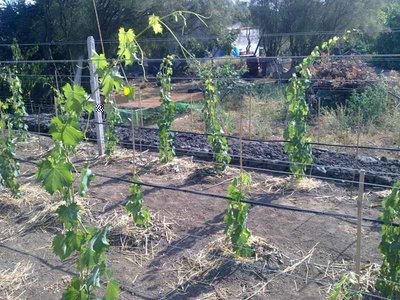 120720112498.jpg (90.9 KiB) Osservato 1295 volte 120720112498.jpg