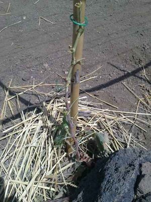 160720112567.jpg (47.91 KiB) Osservato 3073 volte 160720112567.jpg