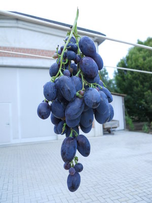 DSCN1268.resized.JPG (324.93 KiB) Osservato 2596 volte DSCN1268.resized.JPG