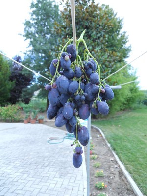 DSCN1269.resized.JPG (360.87 KiB) Osservato 2522 volte DSCN1269.resized.JPG