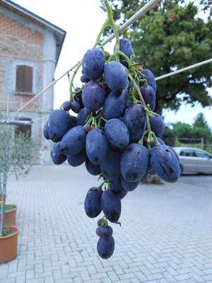 DSCN1270.resized.JPG (337.56 KiB) Osservato 2522 volte DSCN1270.resized.JPG