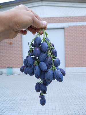 DSCN1271.resized.JPG (302.92 KiB) Osservato 2522 volte DSCN1271.resized.JPG