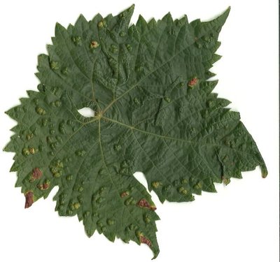 virosi.jpg (58.44 KiB) Osservato 2607 volte virosi.jpg