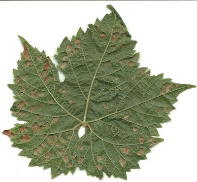 virosi b.jpg (75.61 KiB) Osservato 2607 volte virosi b.jpg