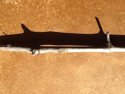 vite.jpg (91.96 KiB) Osservato 1031 volte vite.jpg