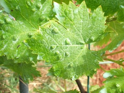 zibibbo2.JPG (62.04 KiB) Osservato 1165 volte zibibbo2.JPG