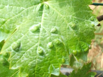 zibibbo.JPG (62.44 KiB) Osservato 1165 volte zibibbo.JPG