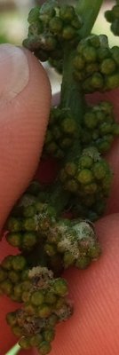 14052013001.jpg (157.92 KiB) Osservato 908 volte 14052013001.jpg