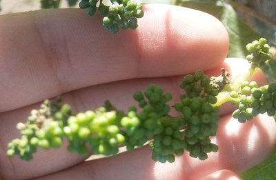 02062013001.jpg (173.73 KiB) Osservato 978 volte 02062013001.jpg