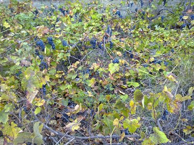 tn_25092010225.jpg (214.81 KiB) Osservato 873 volte tn_25092010225.jpg