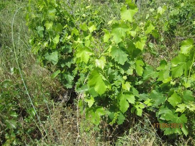 tn_IMG_0652.JPG (165.22 KiB) Osservato 873 volte tn_IMG_0652.JPG