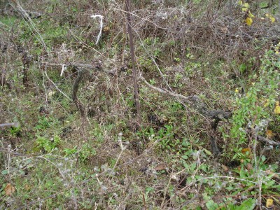 Allevamendo ed Infestanti / Allevamento ed infestanti reimp.JPG Allevamento ed infestanti reimp.JPG