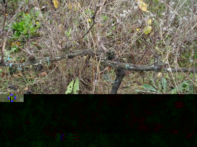 Infestanti / Infestanti reimp.JPG Infestanti reimp.JPG