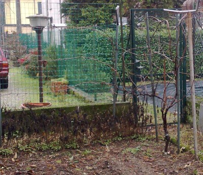 Vite_1.jpg (145.47 KiB) Osservato 4040 volte Vite_1.jpg