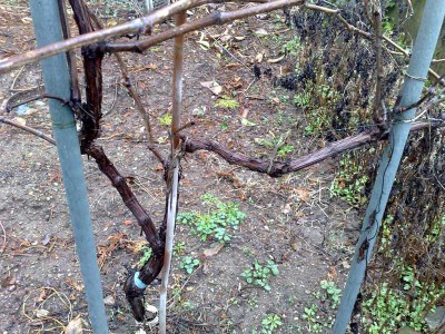 Vite_2.jpg (181.23 KiB) Osservato 4040 volte Vite_2.jpg