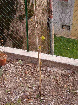 IM003422.JPG (81.5 KiB) Osservato 751 volte IM003422.JPG