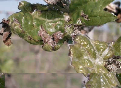 fgl4.JPG (78.16 KiB) Osservato 616 volte fgl4.JPG