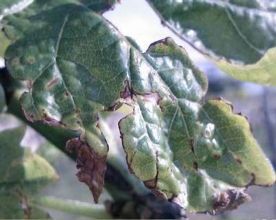 fgl5.JPG (64.71 KiB) Osservato 616 volte fgl5.JPG