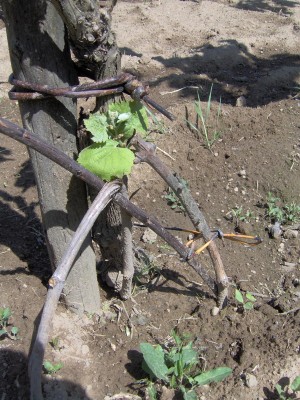 innesto propaggine a doppio spacco inglese / IM000943.JPG IM000943.JPG