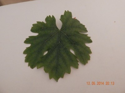 DSCN0239.JPG (46.46 KiB) Osservato 895 volte DSCN0239.JPG