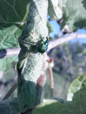 IMG_20140501_175739-2.JPG (115.58 KiB) Osservato 566 volte IMG_20140501_175739-2.JPG