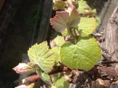 Fine aprile 2014. / Vite01.JPG Vite01.JPG