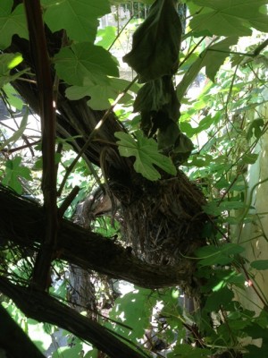 Luglio 2013. / Vite02.JPG Vite02.JPG