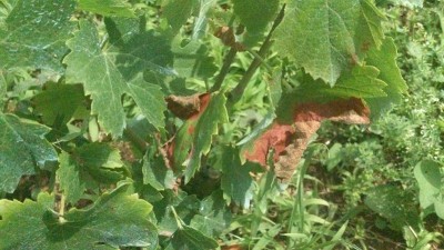 DSC_0410.jpg (202.2 KiB) Osservato 492 volte DSC_0410.jpg