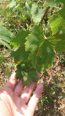 IMG-20140607-WA0006.jpg (198.63 KiB) Osservato 492 volte IMG-20140607-WA0006.jpg