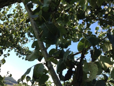 027 mod.jpg (166.96 KiB) Osservato 550 volte 027 mod.jpg