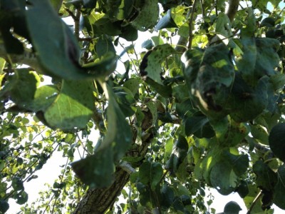 028 mod.jpg (167.72 KiB) Osservato 552 volte 028 mod.jpg