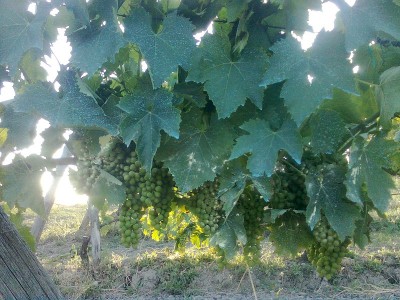 Immag0366.jpg (294.93 KiB) Osservato 952 volte Immag0366.jpg