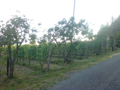 Immag0369.jpg (241.38 KiB) Osservato 952 volte Immag0369.jpg