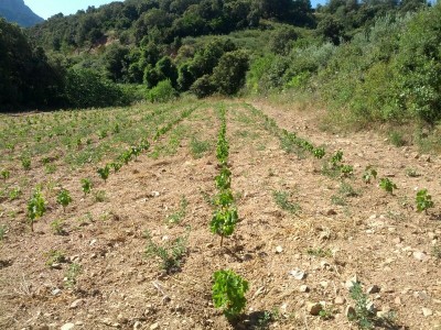 IMG-20140621-WA0014.jpg (187.45 KiB) Osservato 821 volte IMG-20140621-WA0014.jpg