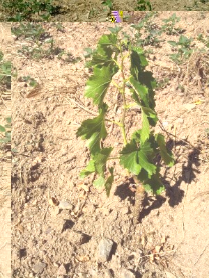 IMG-20140621-WA0007.jpg (188.94 KiB) Osservato 821 volte IMG-20140621-WA0007.jpg