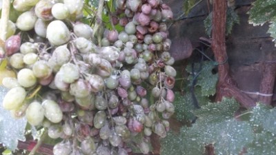 vite1.jpg (97.87 KiB) Osservato 515 volte vite1.jpg