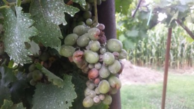 20140803_100223.jpg (81.56 KiB) Osservato 515 volte 20140803_100223.jpg