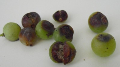 CIMG2034_1.jpg (135.5 KiB) Osservato 463 volte CIMG2034_1.jpg