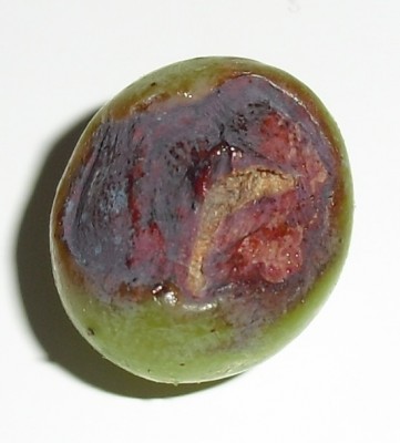 CIMG2020_1.jpg (127 KiB) Osservato 463 volte CIMG2020_1.jpg