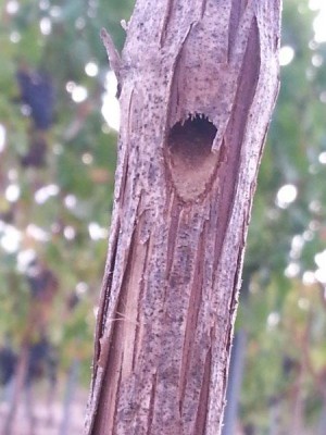 20140910_081925.jpg (46.39 KiB) Osservato 1203 volte 20140910_081925.jpg