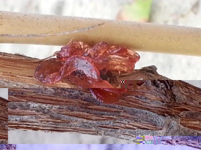 20140910_082154.jpg (72.56 KiB) Osservato 1203 volte 20140910_082154.jpg