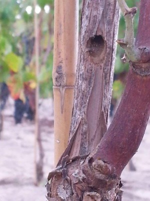 20140910_081933.jpg (43.65 KiB) Osservato 1203 volte 20140910_081933.jpg