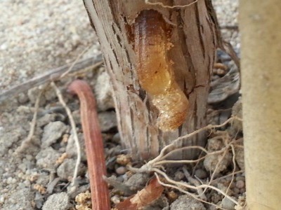 20140910_082747.jpg (74.82 KiB) Osservato 1200 volte 20140910_082747.jpg