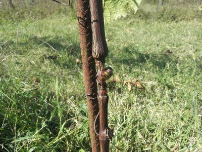 20141001_130907.jpg (262.88 KiB) Osservato 643 volte 20141001_130907.jpg