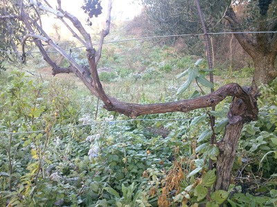 DSC_1341b.jpg (262.29 KiB) Osservato 4182 volte DSC_1341b.jpg