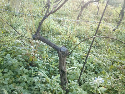 DSC_1342b.jpg (276.14 KiB) Osservato 4182 volte DSC_1342b.jpg