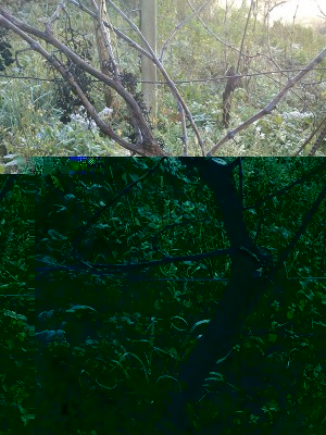 DSC_1344b.jpg (270.72 KiB) Osservato 4182 volte DSC_1344b.jpg