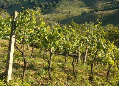 DSC_1013b.jpg (226.84 KiB) Osservato 4182 volte DSC_1013b.jpg