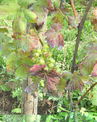 DSCF4418.JPG (278.44 KiB) Osservato 4057 volte DSCF4418.JPG